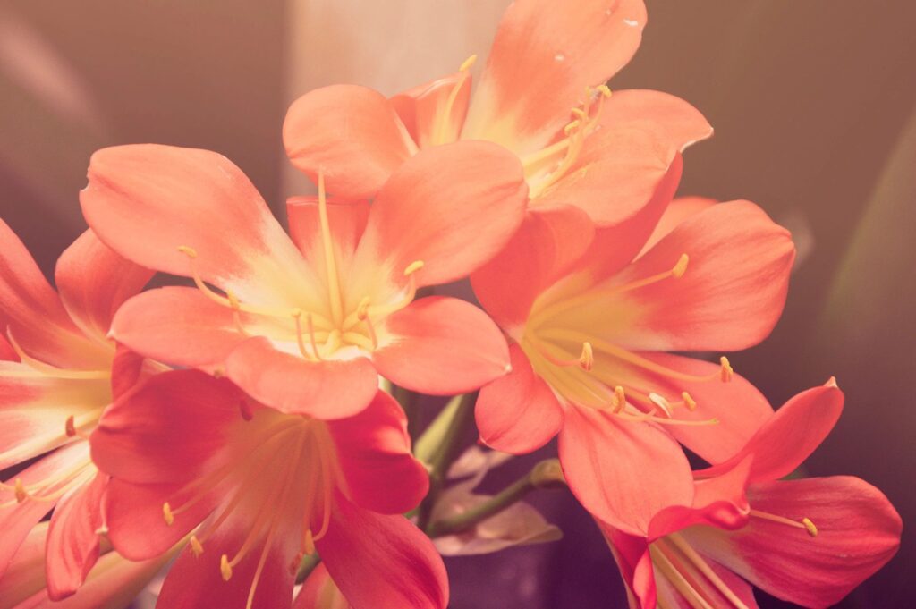 A close up of some flowers in a vase